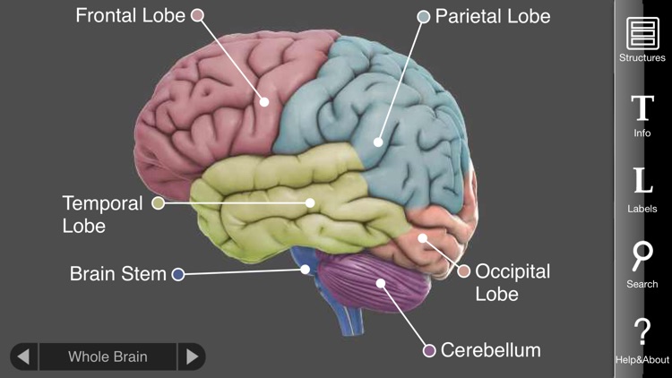 3D Brain screenshot-0