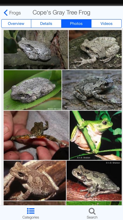 Regional Amphibians