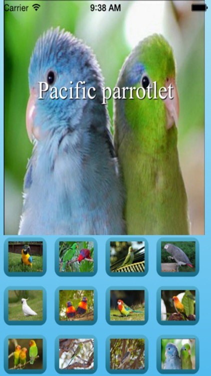 parrot sound effects