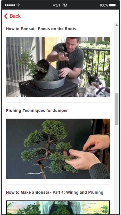 Bonsai Trees - How to Cultivate and Care for Bonsai Trees