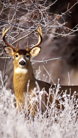 hunting wallpaper for iphone
Deer Hunting Wallpapers - Best Collection Of Deer Wallpapers on the ... hunting wallpaper for iphone
Deer Hunting Wallpapers - Best Collection Of Deer Wallpapers on the ...
