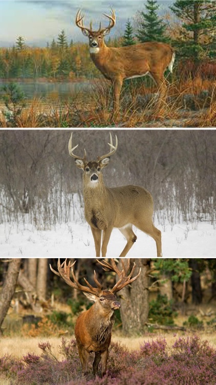Deer Hunting Wallpapers - Best Collection Of Deer Wallpapers screenshot-3