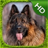 German Shepherd Simulator - HD