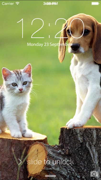 Cats & Dogs Hd Wallpapers and Backgrounds