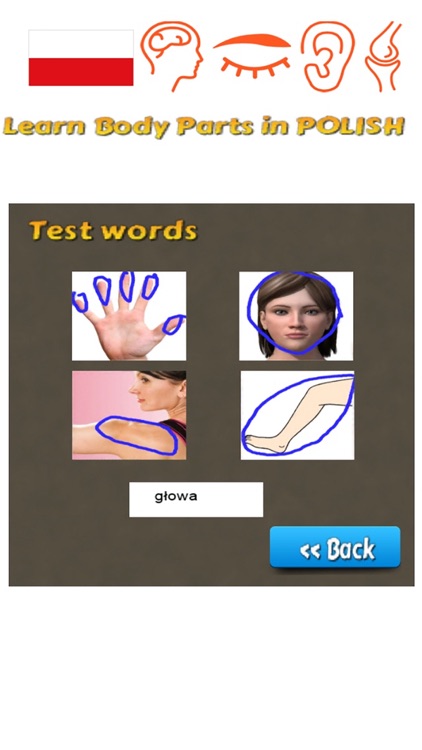 Learn Body Parts in Polish screenshot-3