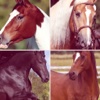 Wild Horses : Liste les chevaux les plus beaux