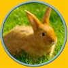 beautiful rabbits for all kids - no ads