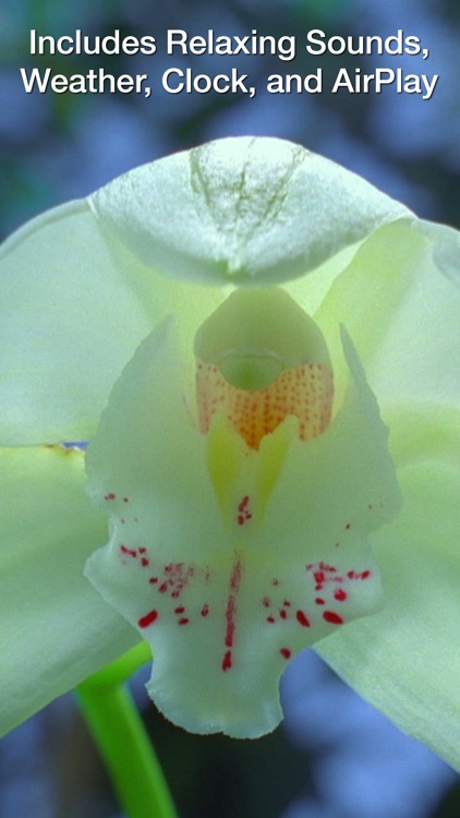 Magic Flowers - Visual Healing