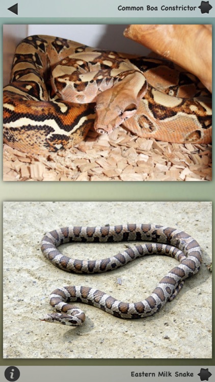 Snakes-Encyclopedia