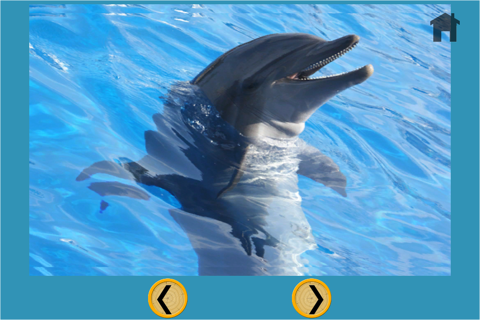 Dolphins dart game for kids - free game screenshot 2