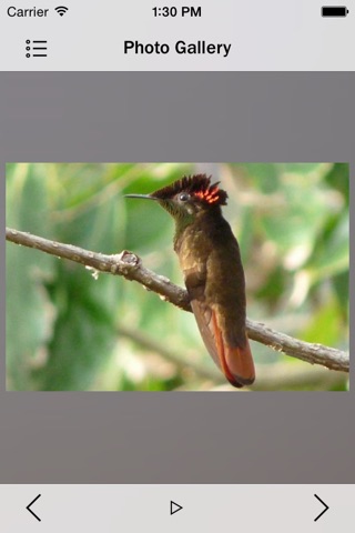 Hummingbirds Species screenshot 3