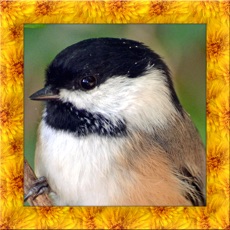 Activities of Chickadee Bird Simulator