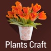 Plants DIY Pots and Crafts