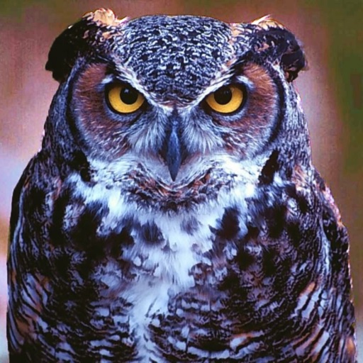 Owl Expert icon