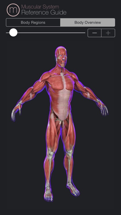 Muscular System Reference Guide screenshot-4