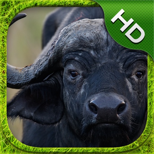 Cape Buffalo Simulator - HD iOS App