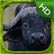 Cape Buffalo Simulator - HD