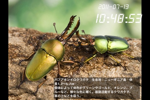 Stag Beetle Clock screenshot 3