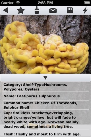 Mushrooms Wiki screenshot 2