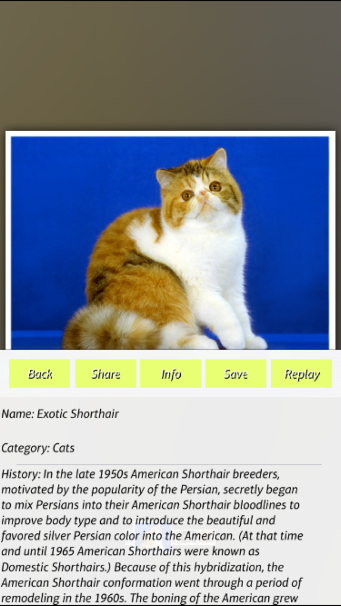 Cats - Jigsaw Puzzles