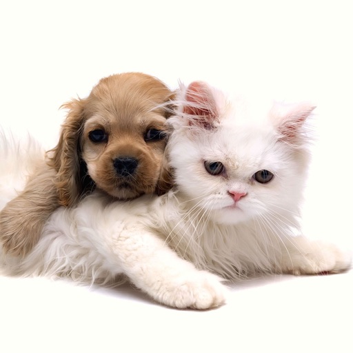 Cats & Dogs icon