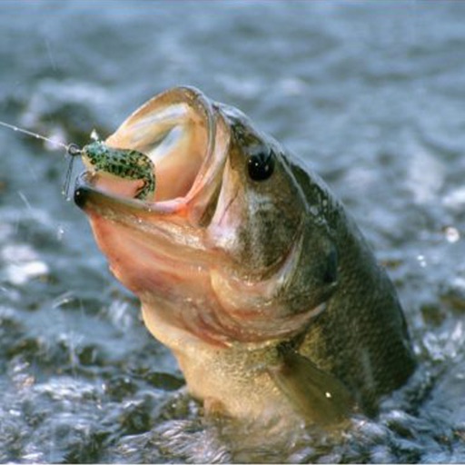 Fishing Guide - Complete Video Guide