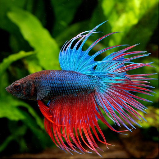 Betta Fish - Everything You Want to Know About Betta Fish icon