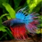 *SALE* Betta Fish App special Offer