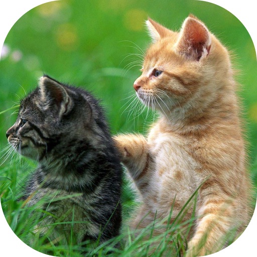 Cute Kittens Pictures icon