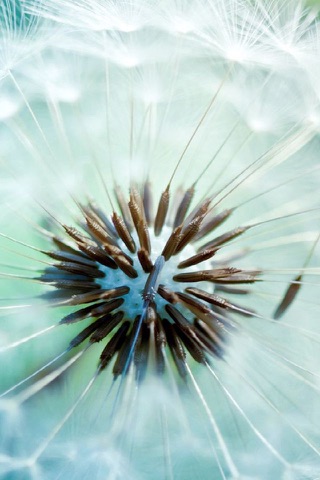 Beautiful Dandelion Wallpapers screenshot 3