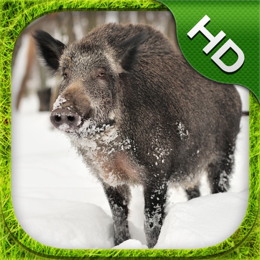 Boar Simulator - HD Icon