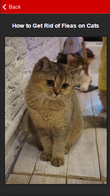 How To Get Rid Of Fleas Guide