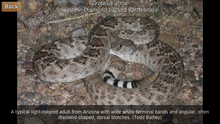 Southern California Reptiles and Amphibians screenshot-4