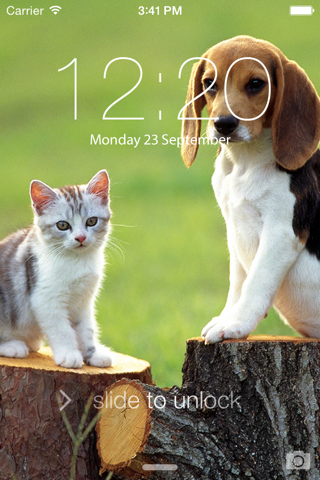 Cats & Dogs Hd Wallpapers and Backgrounds screenshot 2