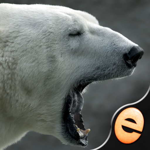 Jigsaw Wonder Polar Bears for Kids iOS App