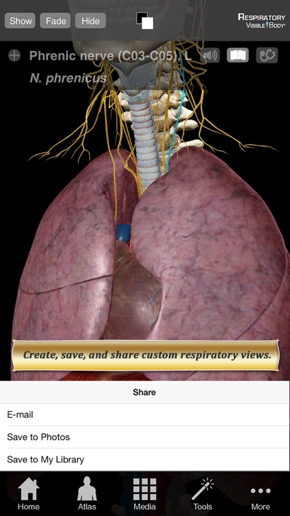 Respiratory Anatomy Atlas: Essential Reference for Students and Healthcare Professionals