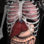 Anatomy 3D - Organs