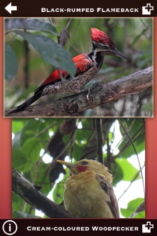 Woodpeckers Guide Pro screenshot 4