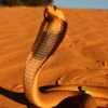 Snakes of Southern Africa Lite