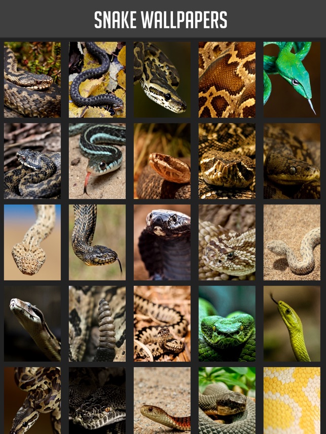 Snake Wallpaper on the App Store Snake Wallpaper on the App Store