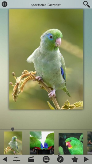 Parrots Wiki(圖3)-速報App