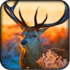 2016 American Deer Hunter