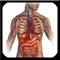 This app provides users with versatile tools for studying, teaching, and learning about anatomical structures