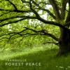 Meditationsmusik 2 – Forest Peace