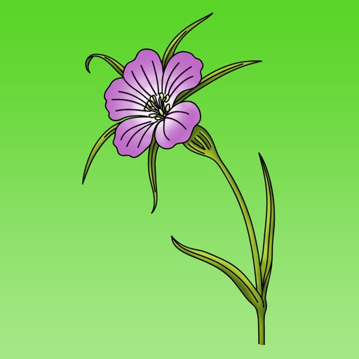 How To Draw Flowers - Beautiful Flowers iOS App