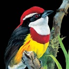 Top 25 Book Apps Like Birds of Peru - Best Alternatives