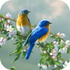 Birds Wallpaper & Singing Birds Background Sound