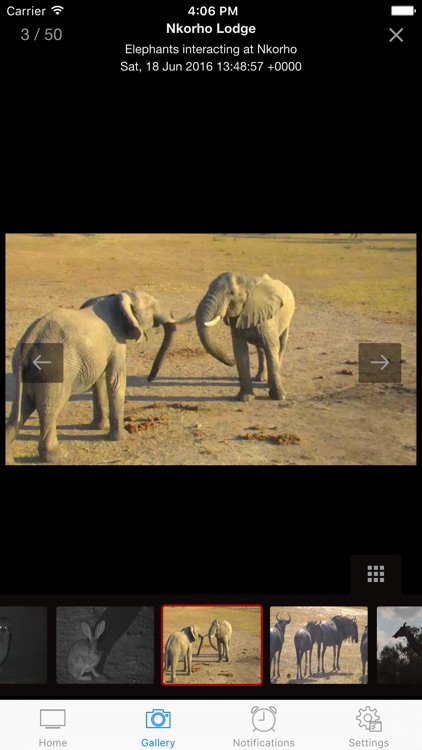 Africam screenshot-3