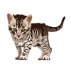 Cute Kittens - Cat Art, Stickers