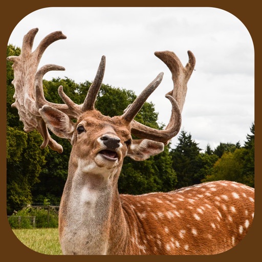 Wild Stag Animal Sniper Hunter Simulator 3D App icon